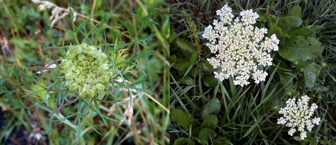 [Two photos spliced together. On the left is a single light green bloom which has just started to open. There are spikes of green supports outside of the center which will probably support the spread out section of flower once it blooms. On the right are two blooms each with their multitude of tiny white flowers. The larger spread is on the top while the one half its size is in the lower right. ]